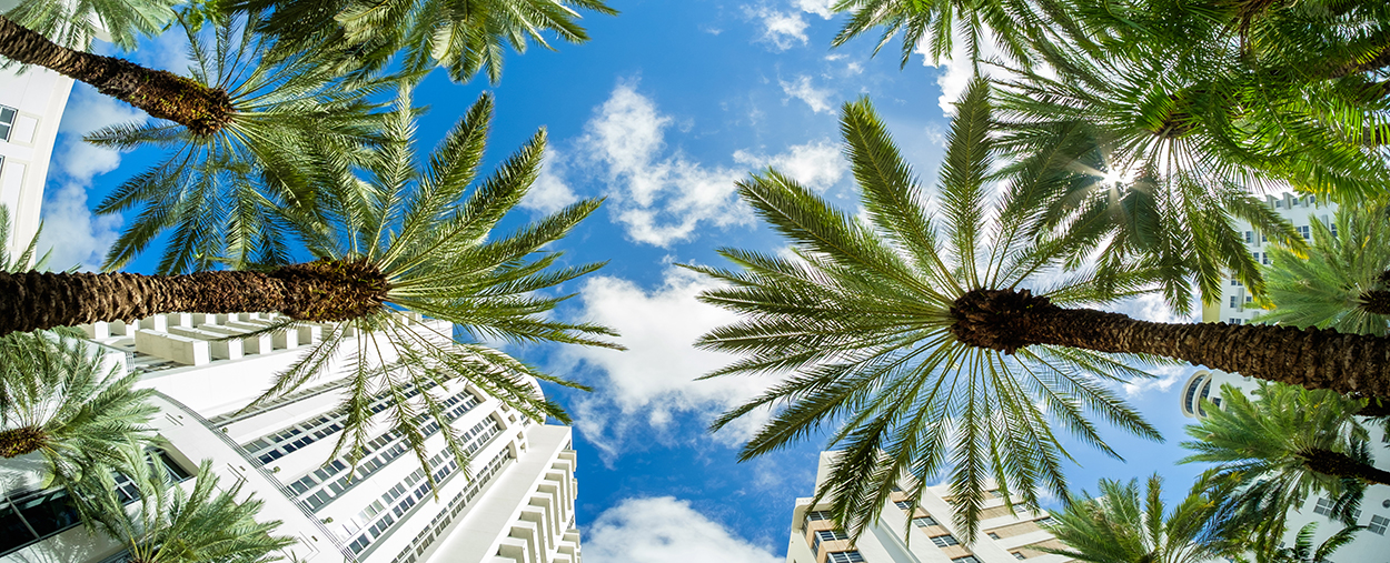 This is a stock photo. An upward fisheye view of palm trees in the Brickell neighborhood of Miami, Florida.