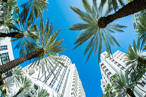 This is a stock photo. A view of palm trees and buildings in the Brickell neighborhood of Miami, Florida.