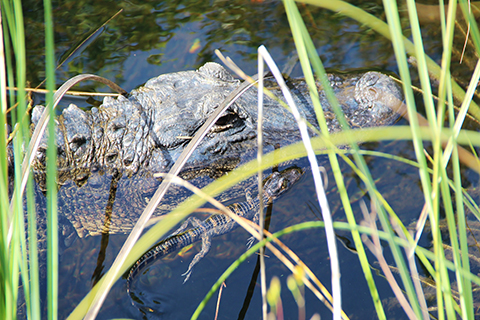 An up close photo of a mother alligator, and her baby, in the Everglades.